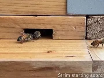 booker_baxton on Chaturbate 