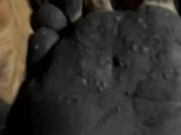 tifany__ross on Chaturbate