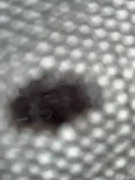 eveangelll on StripChat 